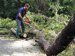 How Our Tree Care Process Works  in  Farmersville, TX